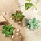 Green 3 Assorted 5" Faux Home Garden Aloe Succulent Plants Round Pots